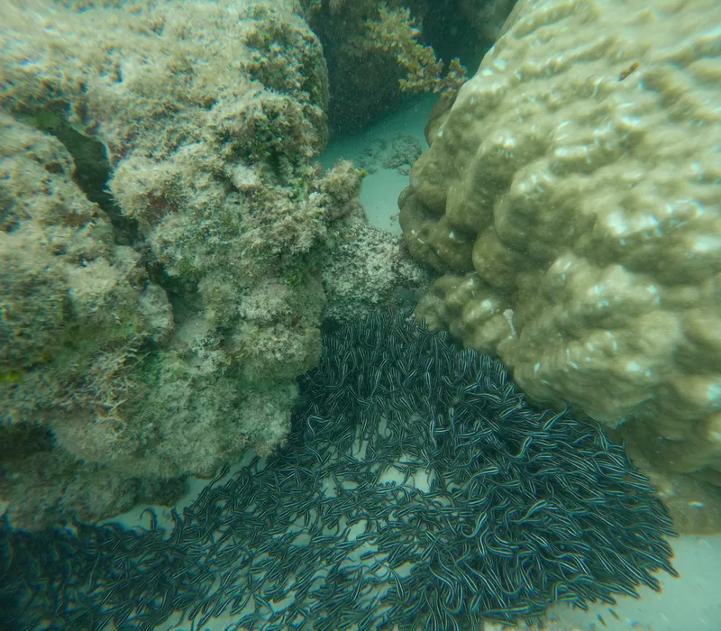 Striped Eel Catfish (Plotosus lineatus)