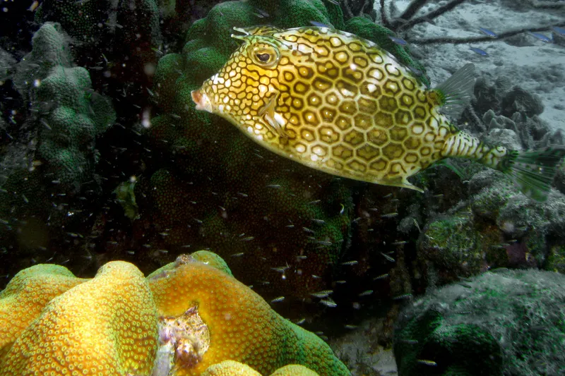 Honeycomb Cowfish (Acanthostracion polygonium)