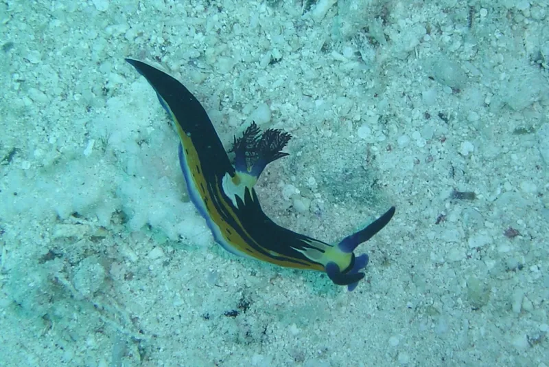 Nembrotha megalocera