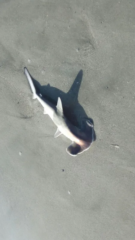 Hammerhead Shark (Sphyrna gilberti)