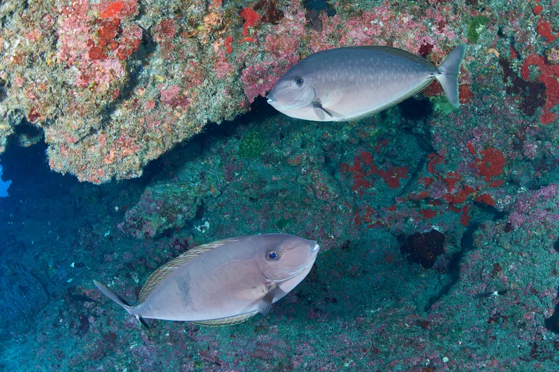 Unicornfish (Naso caesius)