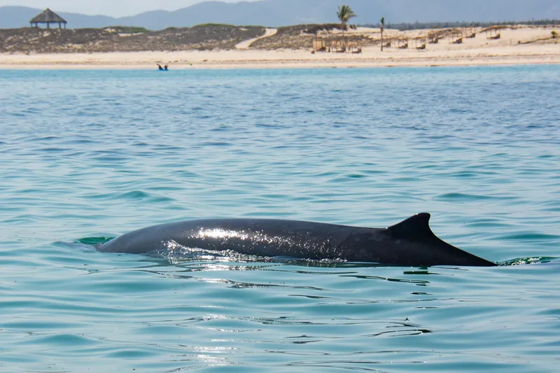 Bandolero Beaked Whale (Mesoplodon peruvianus)