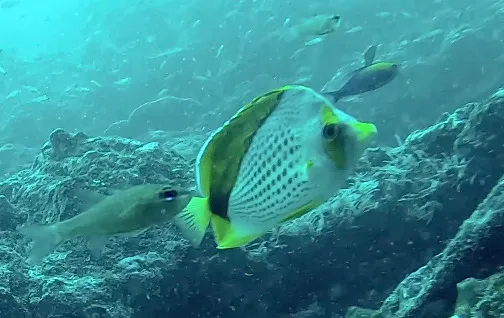 Marquesan Butterflyfish (Chaetodon declivis)