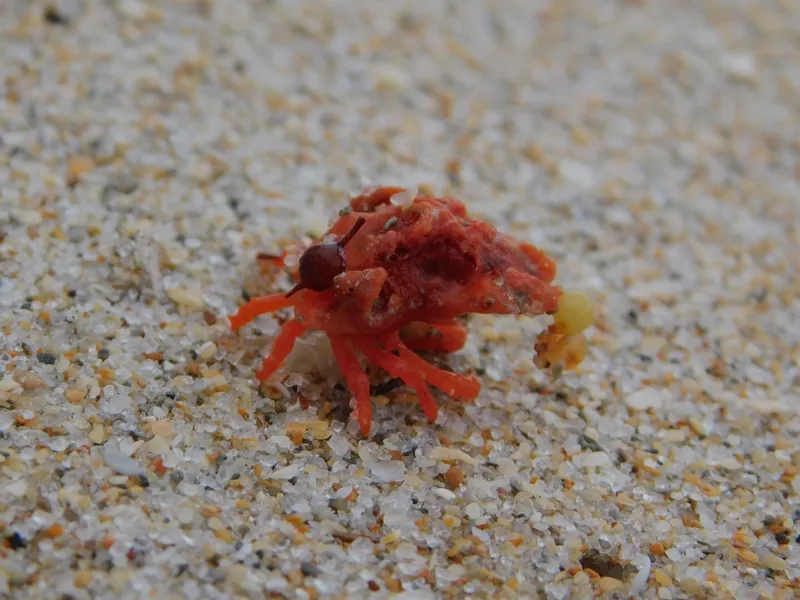 Spongy Decorator Crab (Macrocoeloma trispinosum)