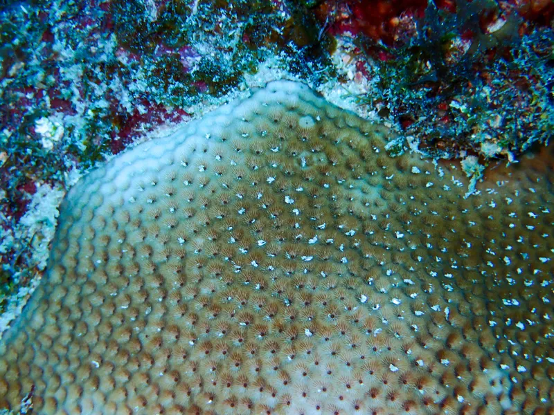 Massive Starlet Coral (Siderastrea siderea)