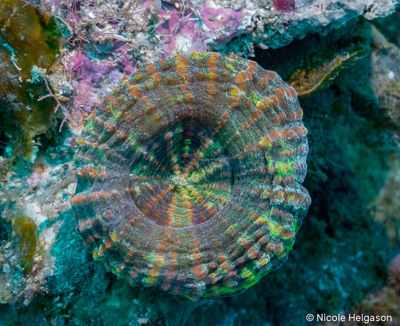 Atlantic Mushroom Coral (Scolymia lacera)