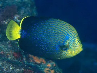 Blue Vermiculate Angelfish (Chaetodontoplus chrysocephalus)