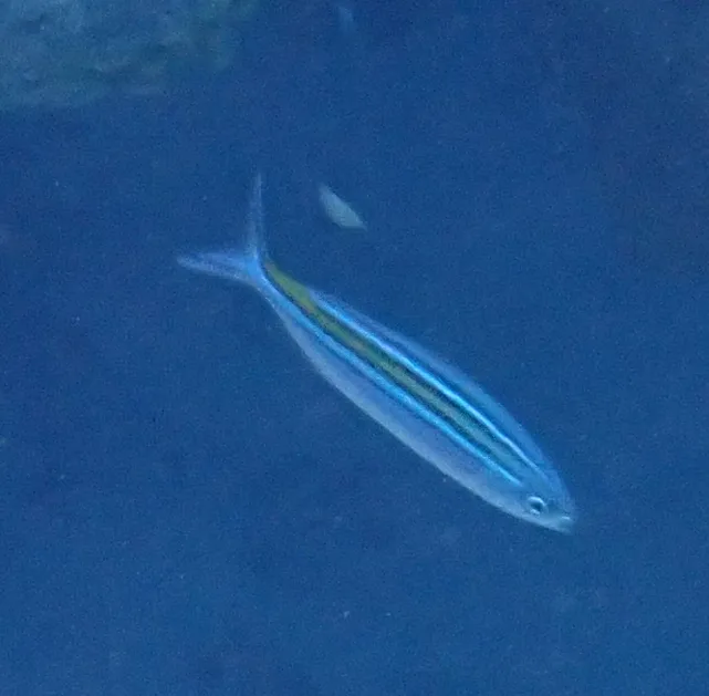Striated Fusilier (Caesio striata)