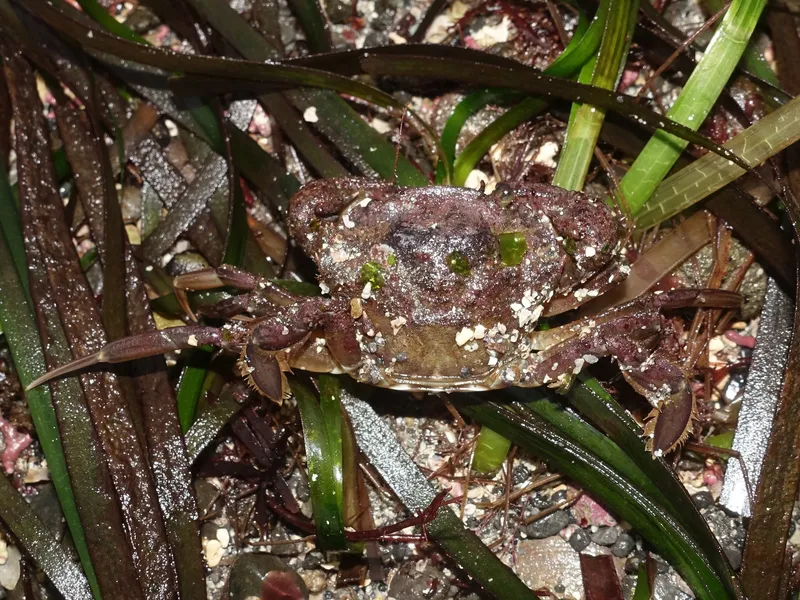 Arch-Fronted Swimming Crab (Polybius navigator)