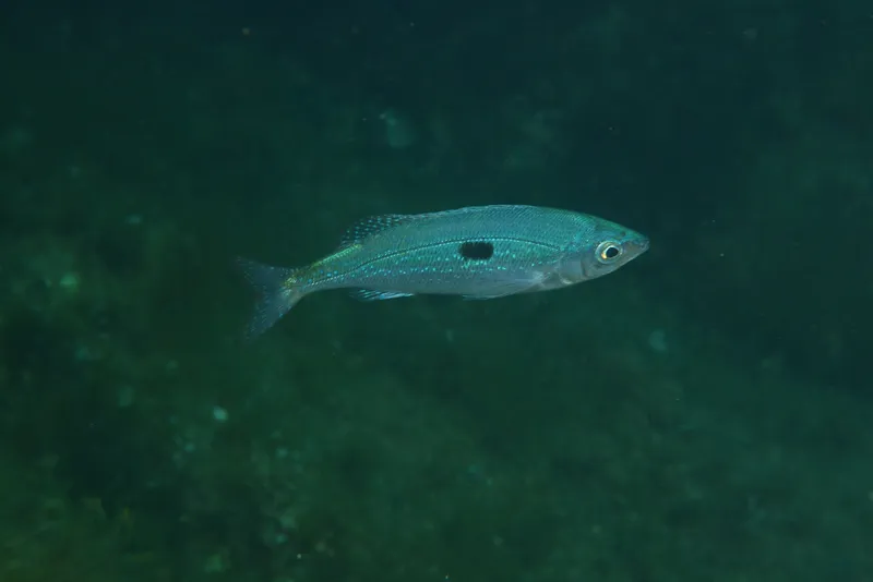 Picarel (Spicara maena)