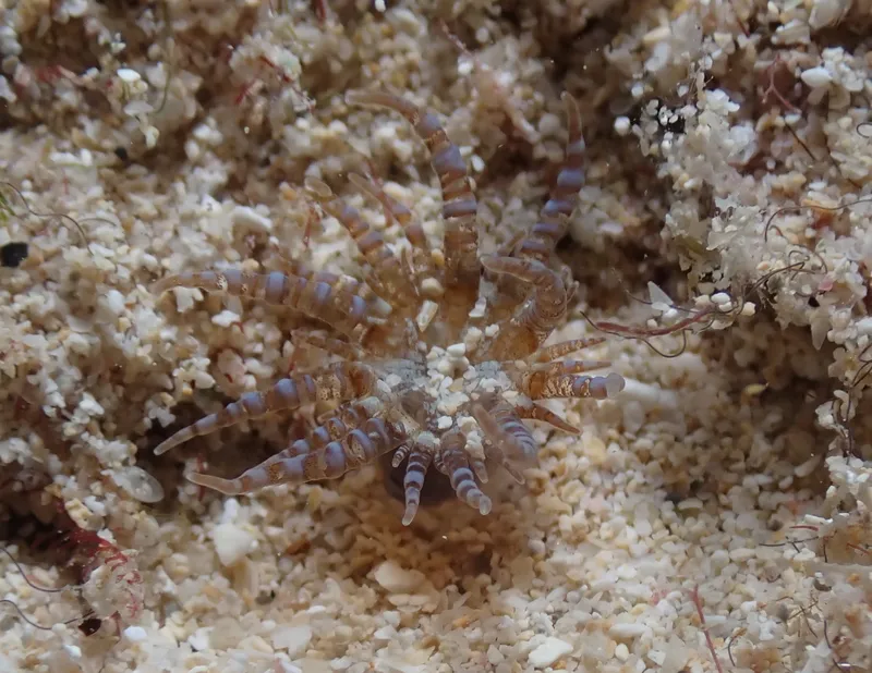 Corkscrew Anemone (Bartholomea annulata)