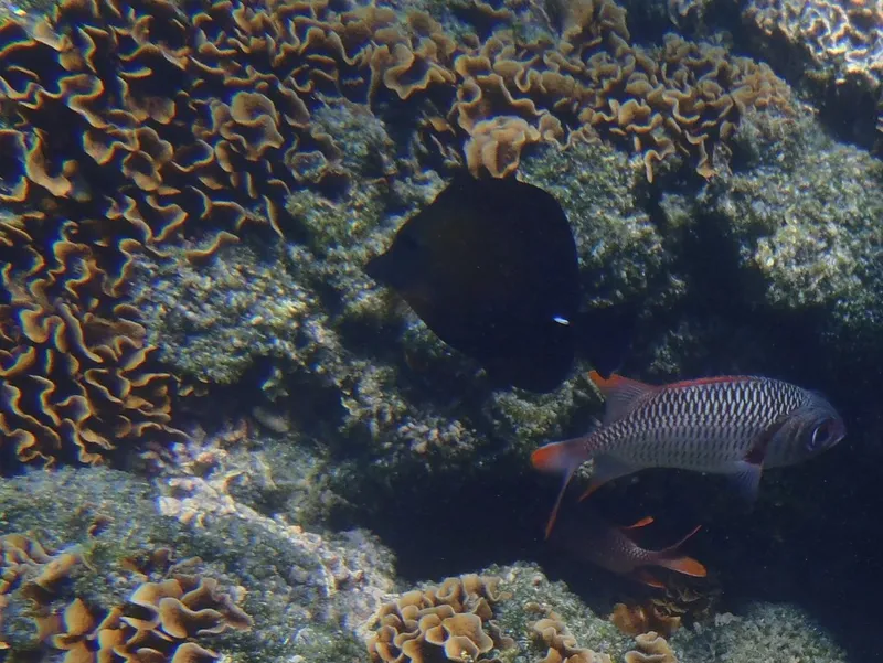 Brown Tang (Zebrasoma scopas)