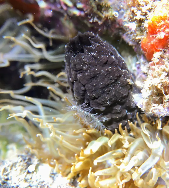 Black Sea-Squirt (Phallusia fumigata)