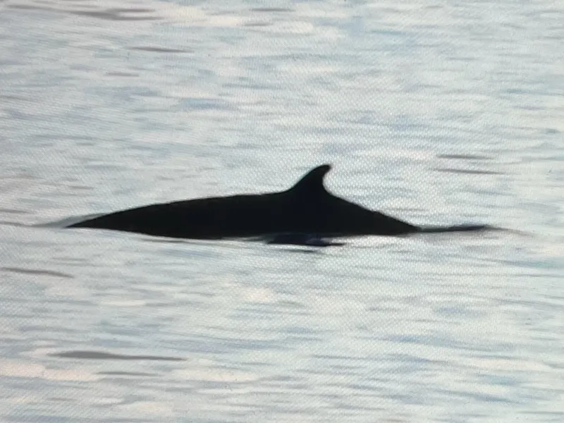 Deraniyagala's Beaked Whale (Mesoplodon hotaula)