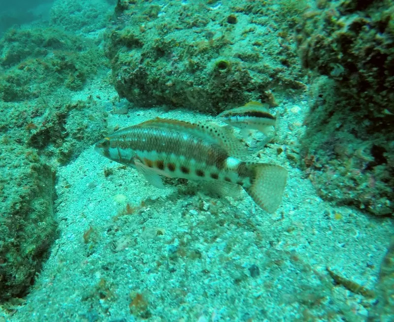 Barred Serrano (Serranus psittacinus)