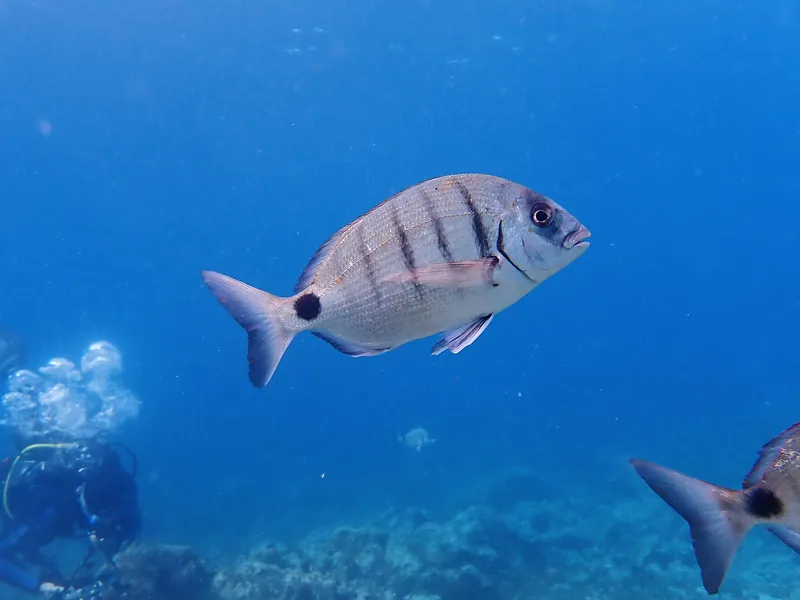 White Seabream (Diplodus sargus)