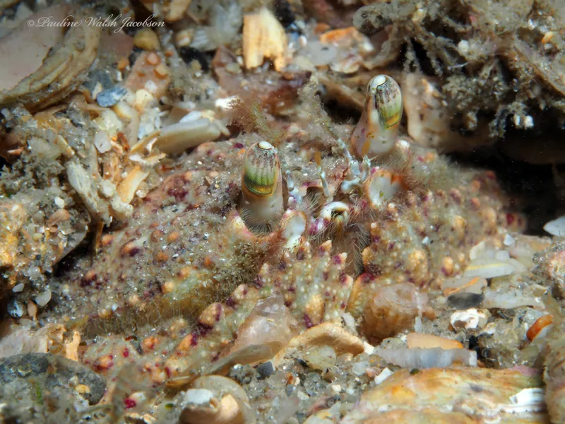 Shameface Heart Crab (Cryptosoma balguerii)