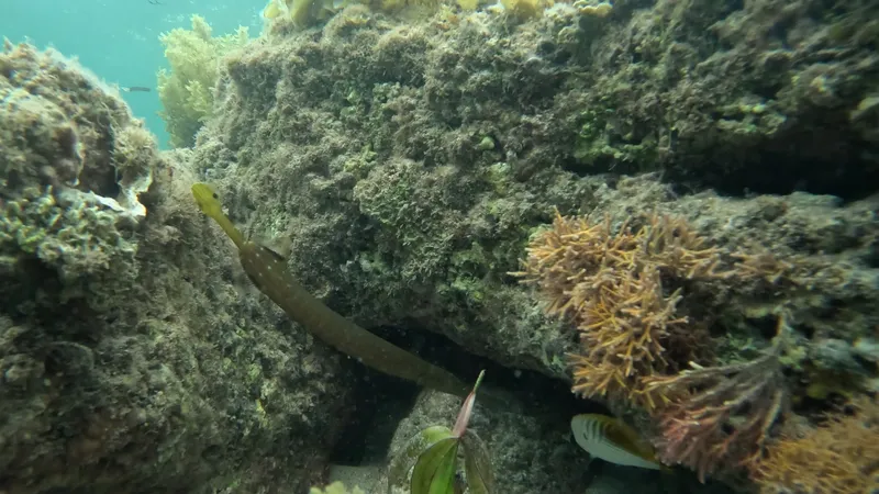 Chinese Trumpetfish (Aulostomus chinensis)