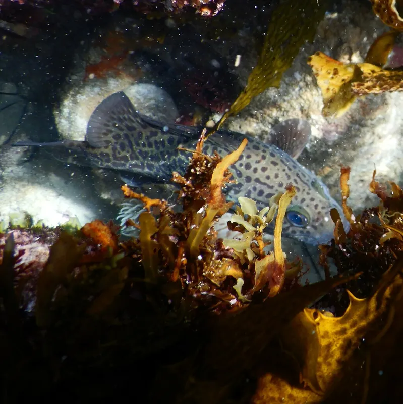 Leopard Perch (Acanthistius pardalotus)