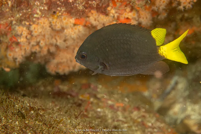 Brazilian Chromis (Chromis jubauna)