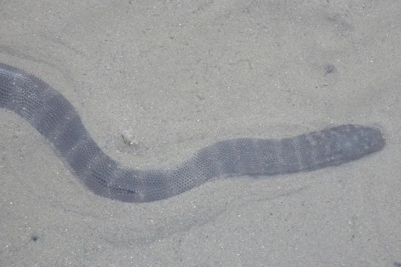 Granulated File Snake (Acrochordus granulatus)