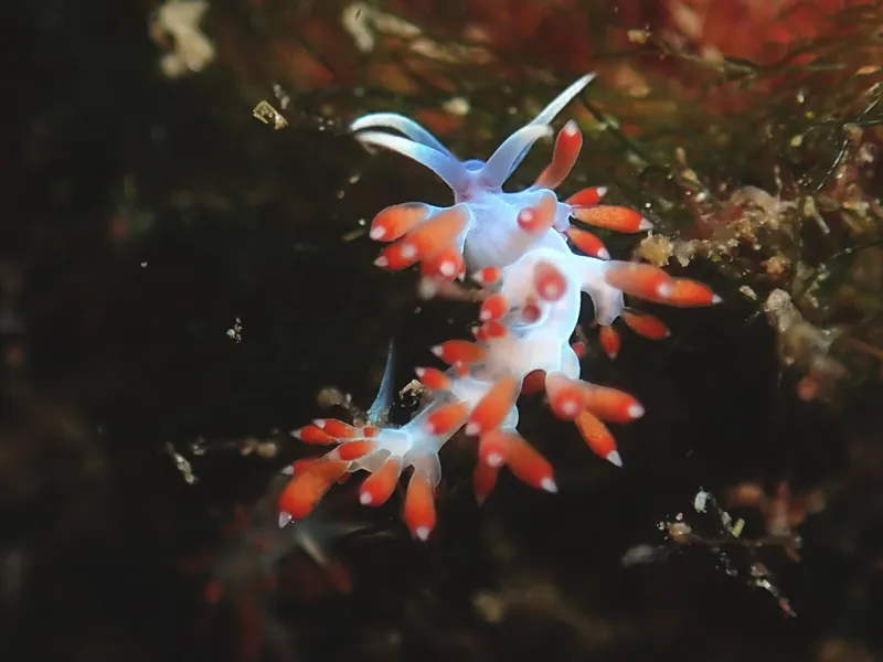 Flabellina cavolini