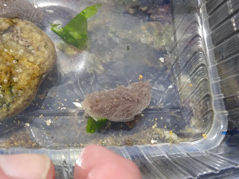 Aeolidia campbellii
