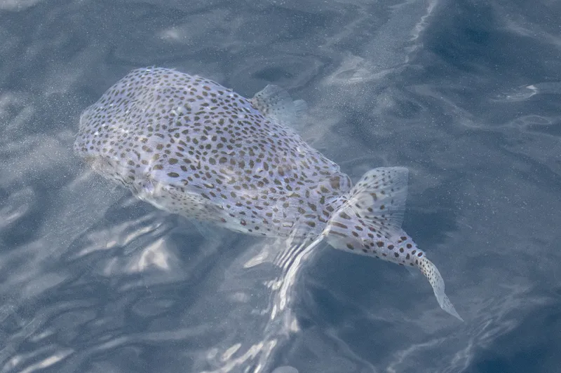 Spotfin Burrfish (Chilomycterus reticulatus)