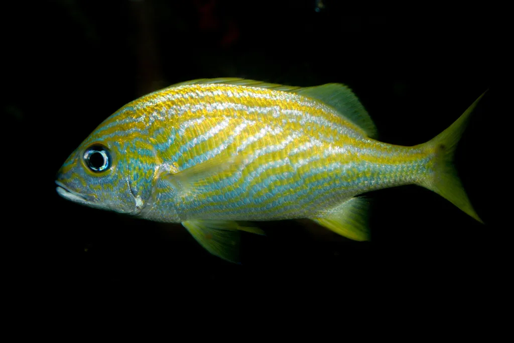 French Grunt (Haemulon flavolineatum)