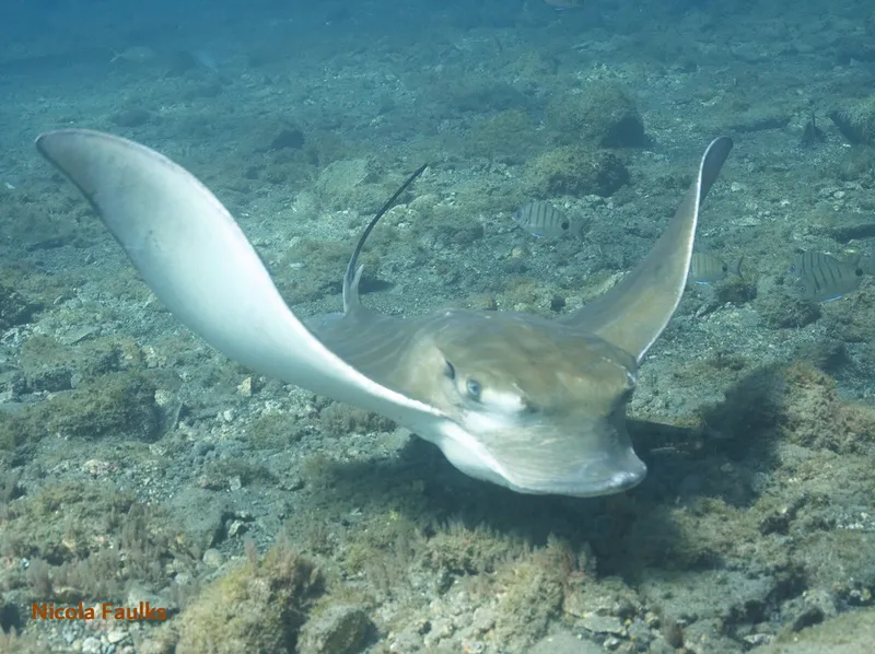 Bull Ray (Aetomylaeus bovinus)