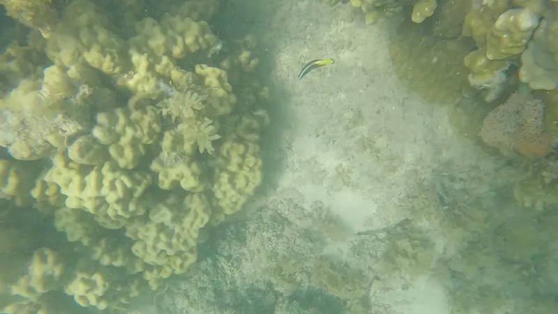 Bicolor Cleaner Wrasse (Labroides bicolor)