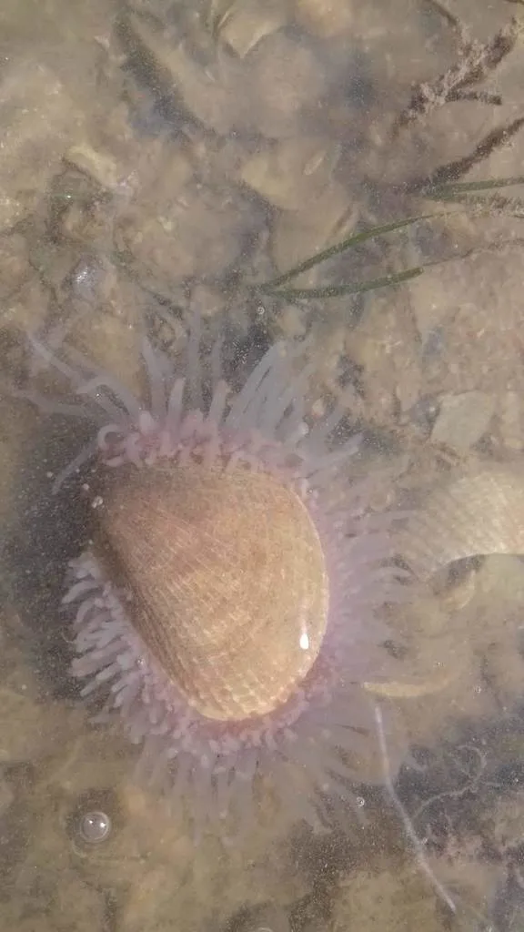 File Shell (Limaria tuberculata)