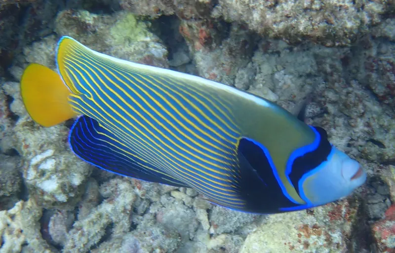 Emperor (Pomacanthus imperator)