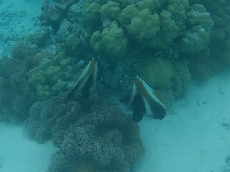 Indian Ocean Bannerfish (Heniochus pleurotaenia)