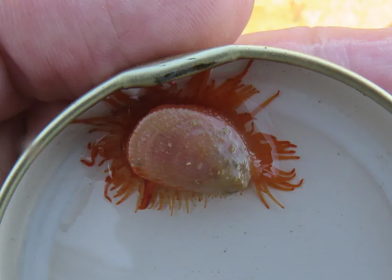 Flame Shell (Limaria hians)