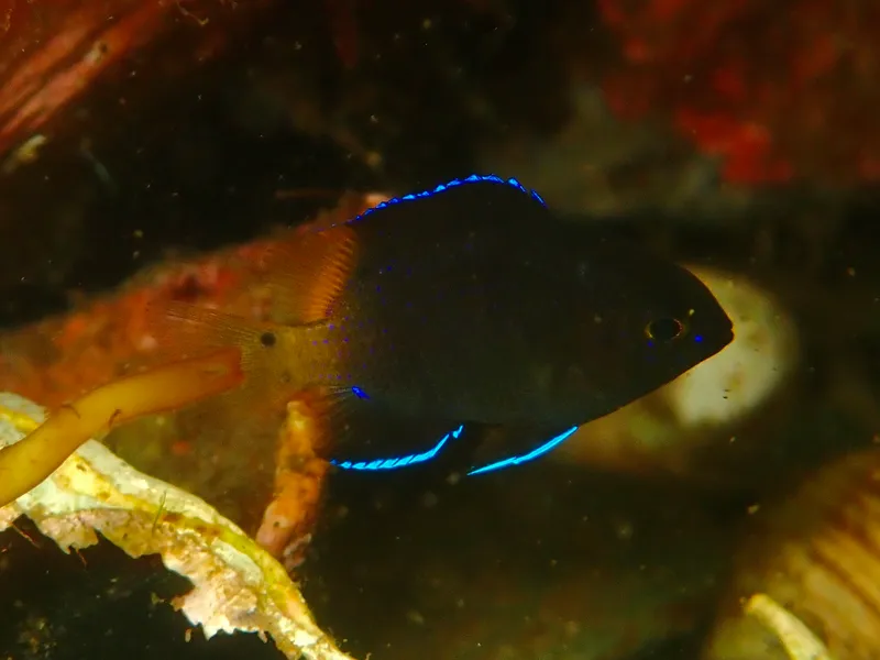 Bicolor Damselfish (Stegastes partitus)
