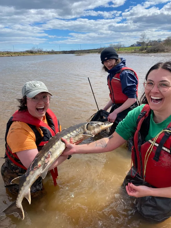 Atlantic Sturgeon (Acipenser oxyrinchus)
