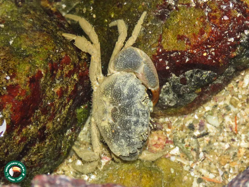 Furrowed Mud Crab (Panopeus occidentalis)