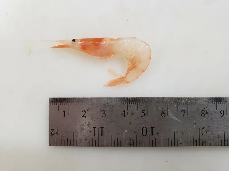 Pink Glass Shrimp (Pasiphaea multidentata)