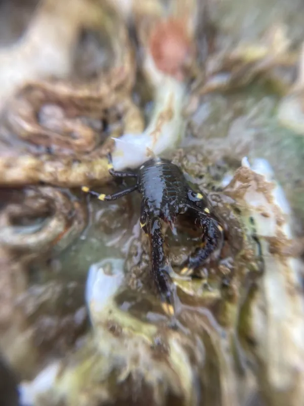 Black Squat Lobster (Galathea squamifera)