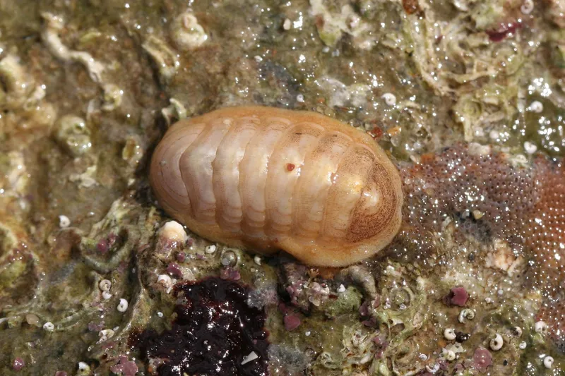 Leptochiton algesirensis
