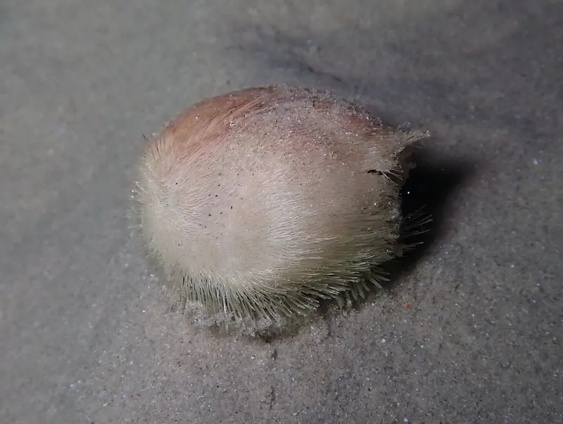 Mediterranean Heart Urchin (Echinocardium mediterraneum)