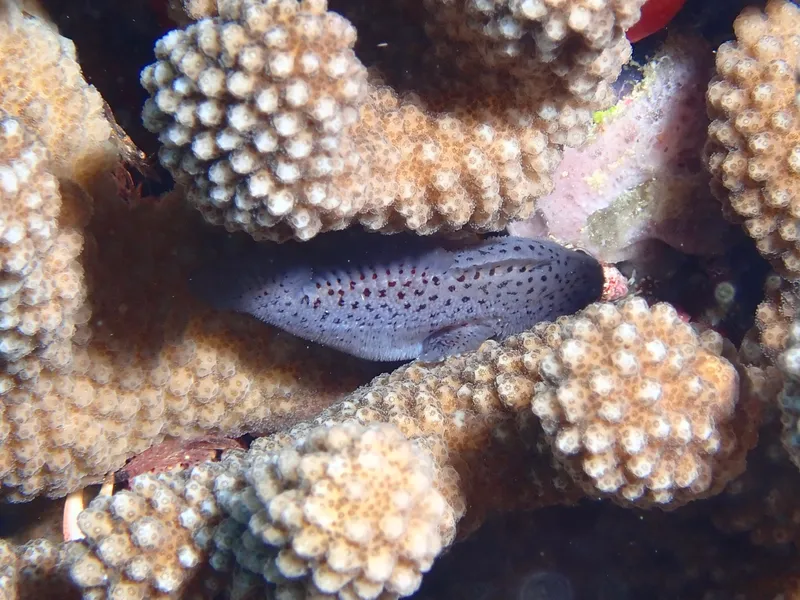 Spotted Coral Croucher (Caracanthus maculatus)