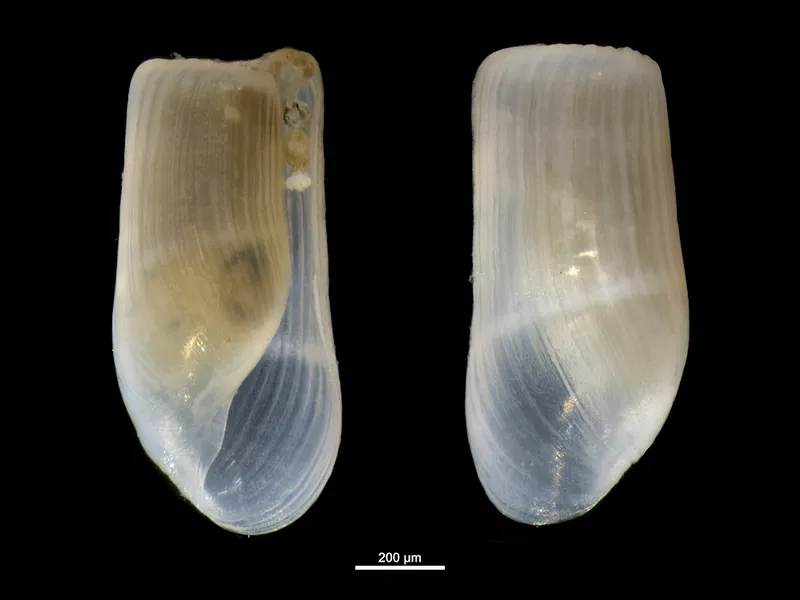 Truncate Barrel-Bubble (Retusa truncatula)