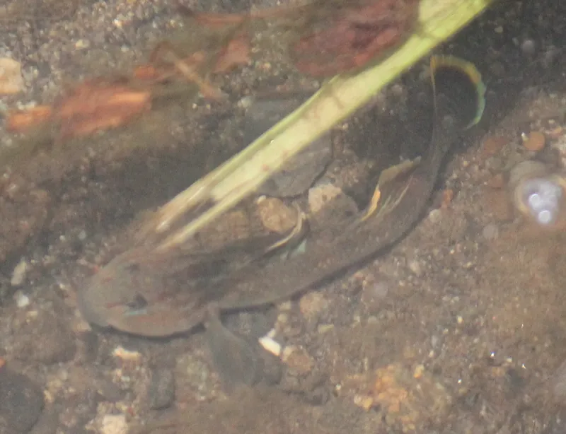 Amur Goby (Rhinogobius brunneus)