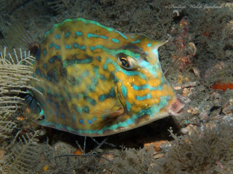 Scrawled Cowfish (Acanthostracion quadricornis)
