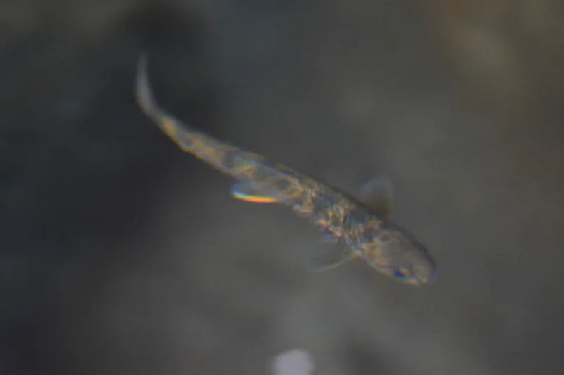 Alpine Char (Salvelinus alpinus)
