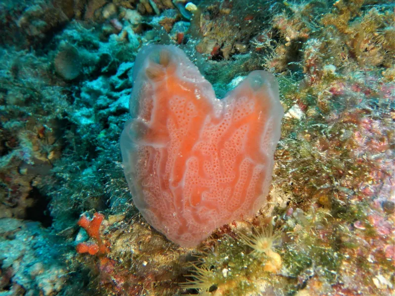 Aplidium tabarquensis