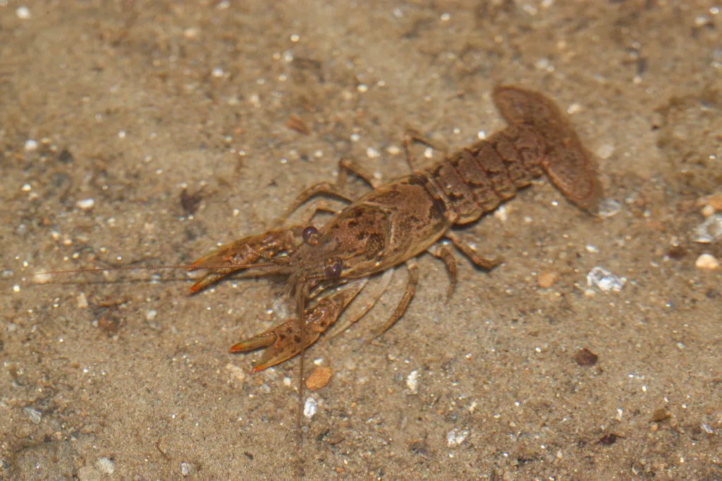 Northern Crayfish (Faxonius virilis)