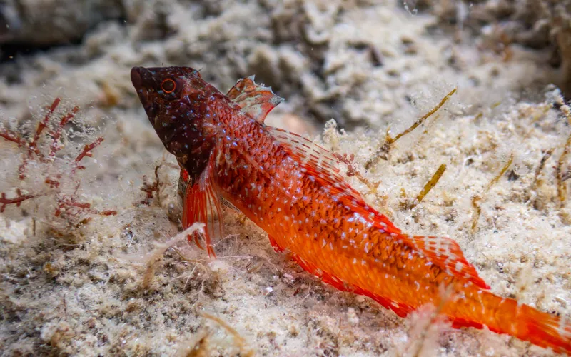 Red-Black Triplefin (Tripterygion tripteronotum)